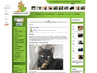 zwerfkat.com zwerfkat, zwerfkatje, zwerfkatjes